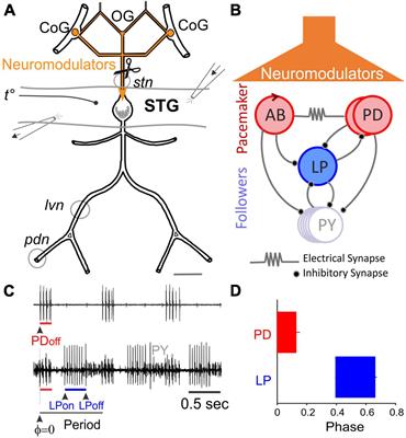 Oscillatory network spontaneously recovers both activity and robustness after prolonged removal of neuromodulators